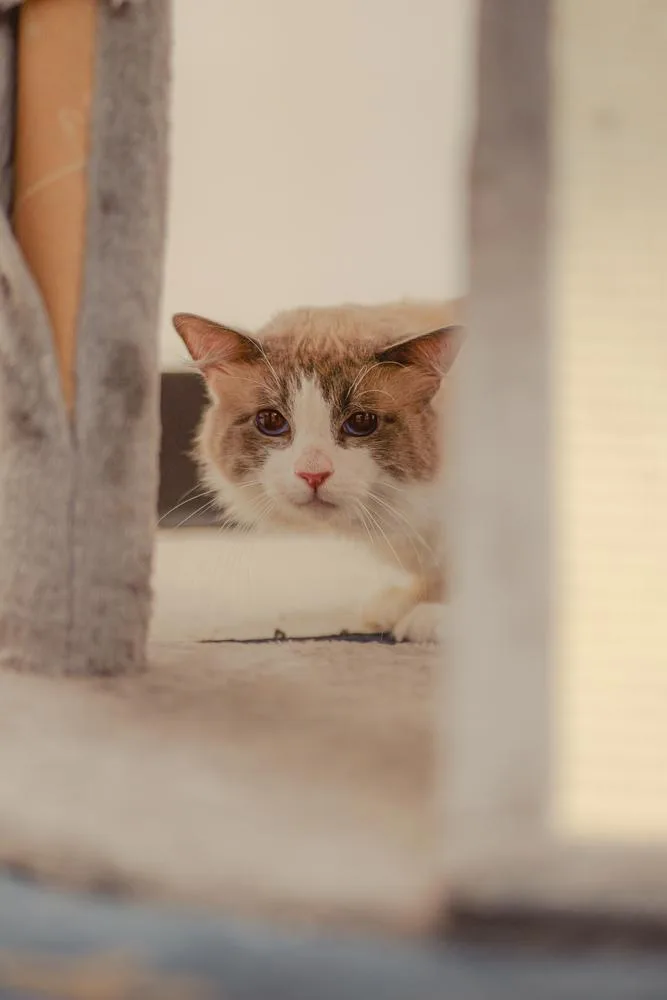 A young small-sized male Ragdoll cat named Mr. Sookie for adoption in Lancaster, CA
