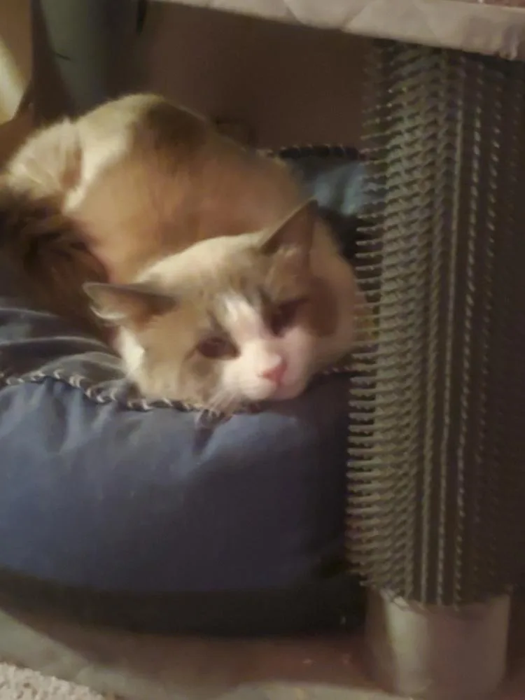 Mr. Sookie thumbnail 2
