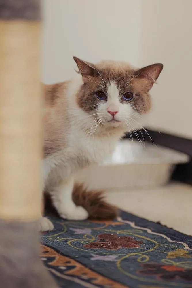 Mr. Sookie thumbnail 3