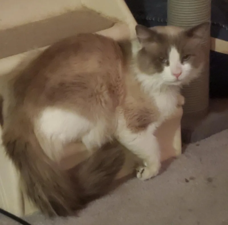 Mr. Sookie thumbnail 4