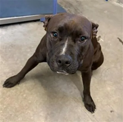 A young medium-sized female Pit Bull Terrier dog named Juno for adoption in Camarillo, CA