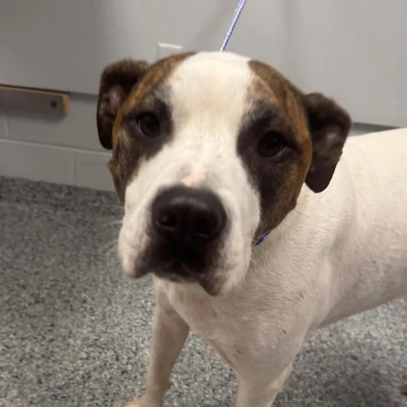 An adult medium-sized male White / Cream Mixed Breed dog named Hank for adoption in Greenville, SC