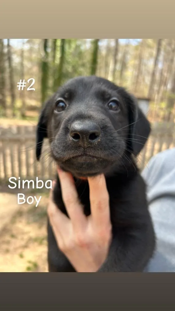 Simba thumbnail 2