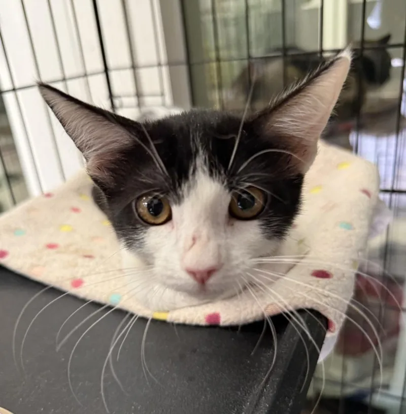 A baby small-sized female Domestic Short Hair cat named Dolly for adoption in Lemoore, CA