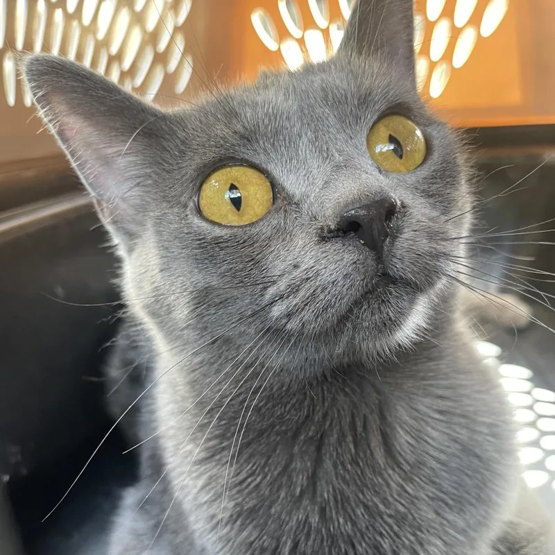 A young small-sized female Gray / Blue / Silver Domestic Short Hair cat named Luna for adoption in Green Forest, AR