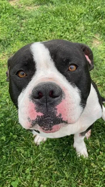 A young medium-sized male American Staffordshire Terrier dog named Preach for adoption in Vallonia, IN