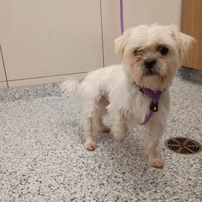 An adult small-sized male White / Cream Shih Tzu dog named Ramen for adoption in Chicago, IL