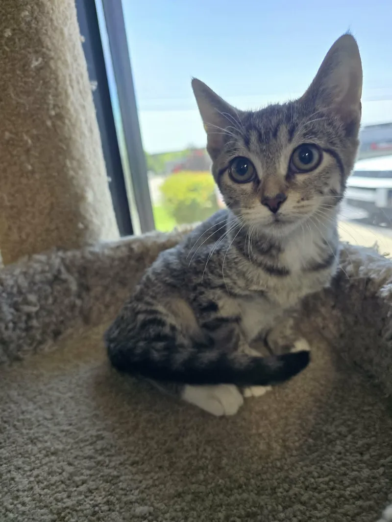 A young medium-sized female Tabby (Buff / Tan / Fawn) Domestic Short Hair cat named Ash for adoption in Mount Juliet, TN