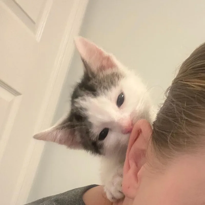A baby small-sized male Black Domestic Short Hair cat named The Amazing Bob for adoption in Fredericksburg, VA