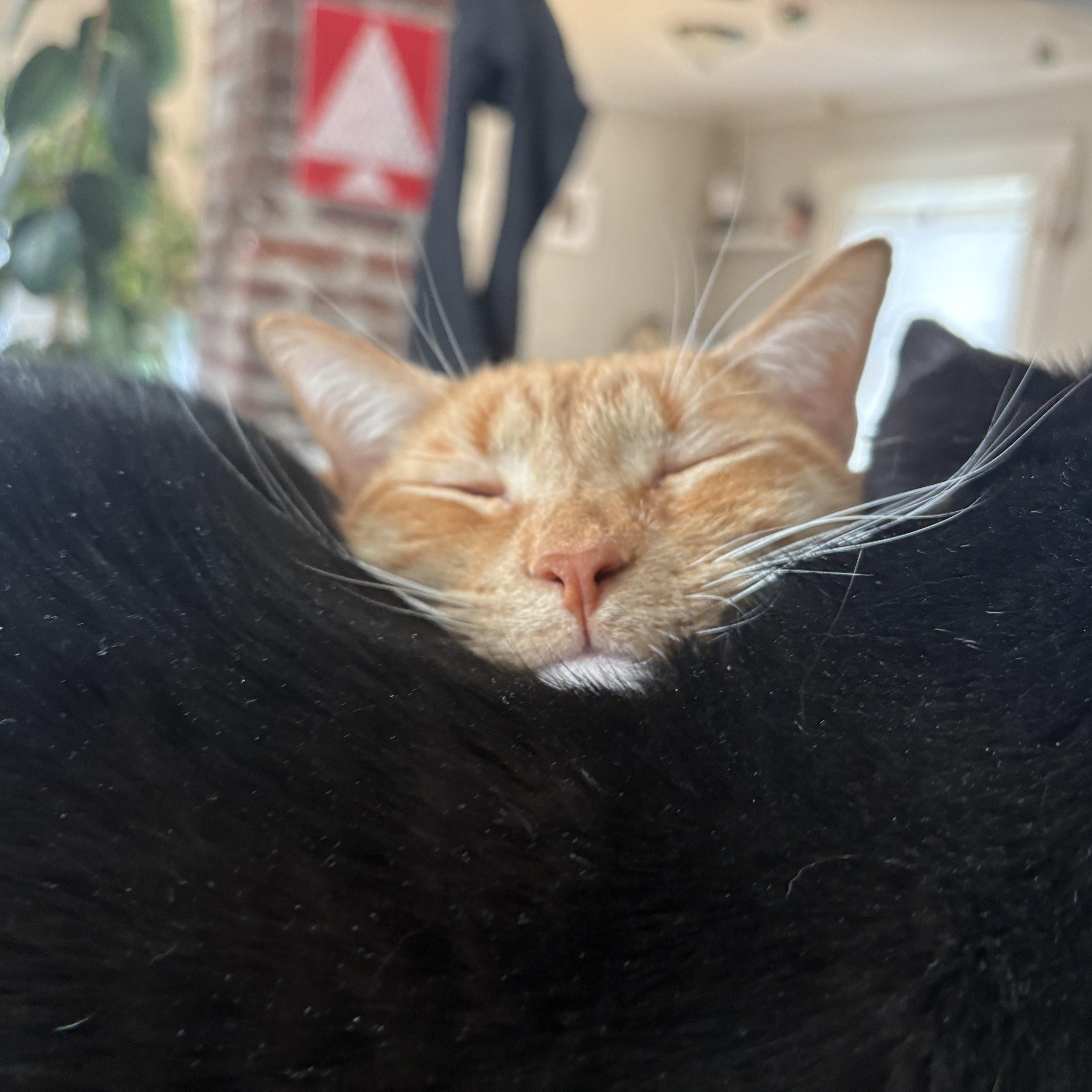 John Wayne thumbnail 2