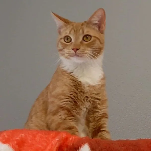 John Wayne thumbnail 4