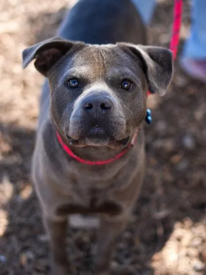 A young large-sized male Mixed Breed dog named Champion for adoption in Chamblee, GA
