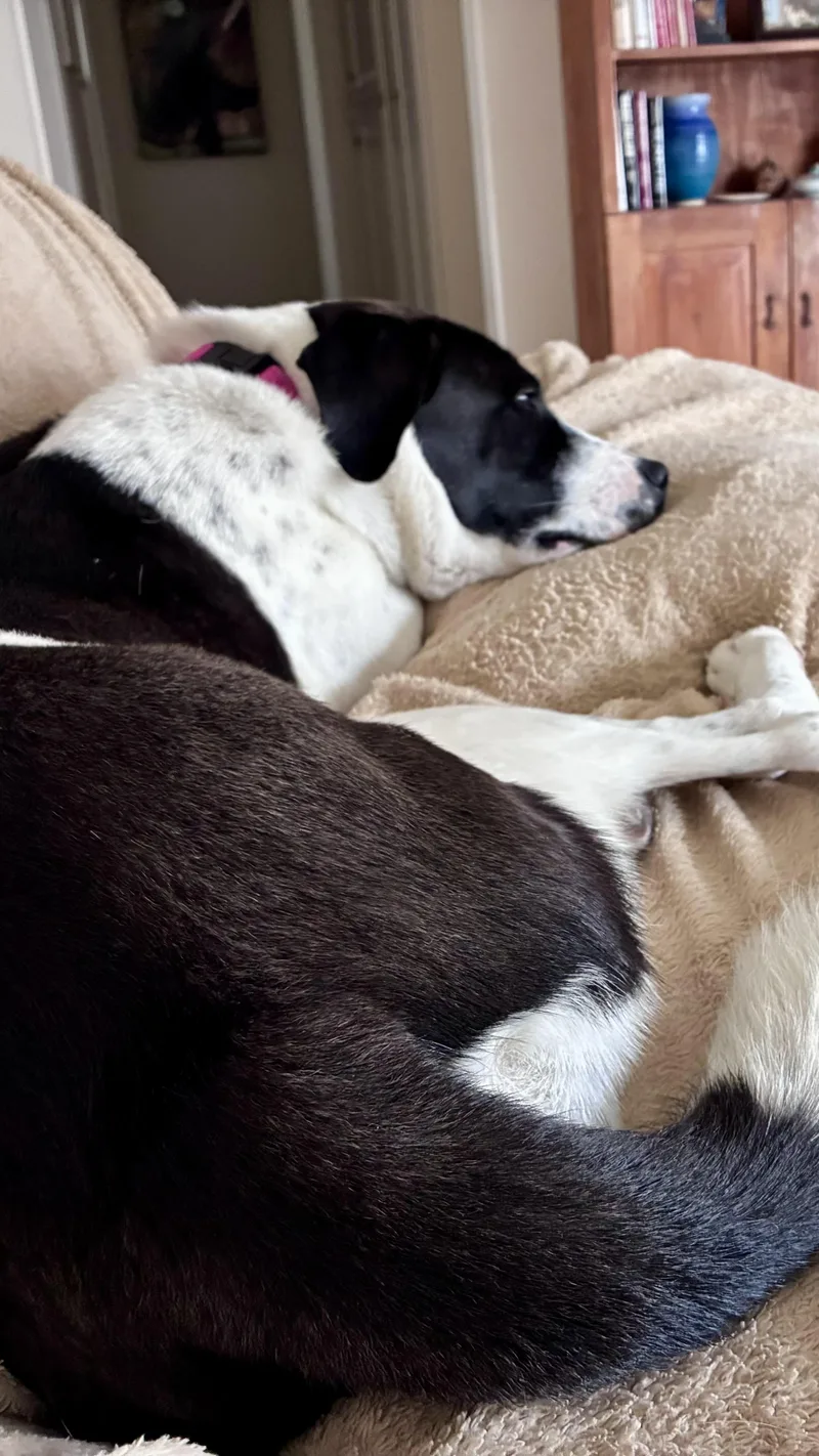 Rosie thumbnail 5