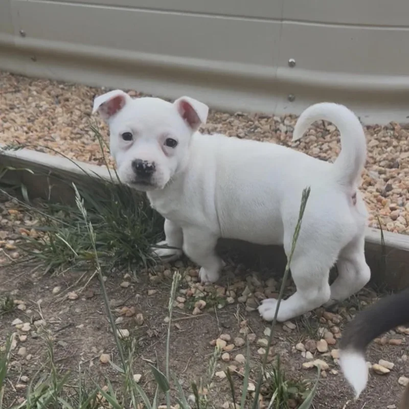 A baby small-sized female White / Cream Mixed Breed dog named Cecily for adoption in Fredericksburg, VA