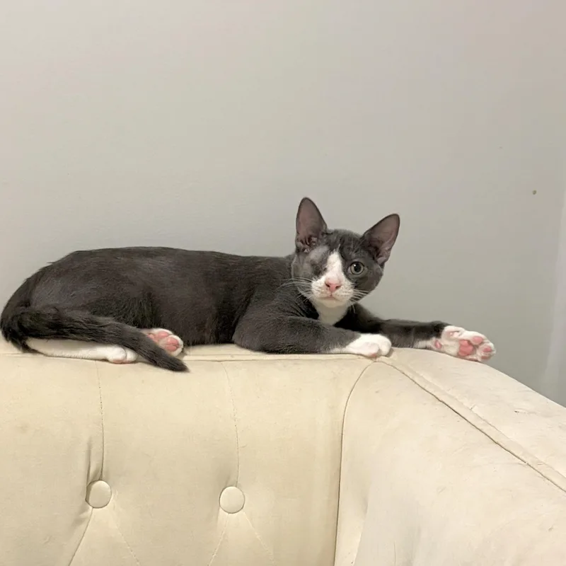 Levi