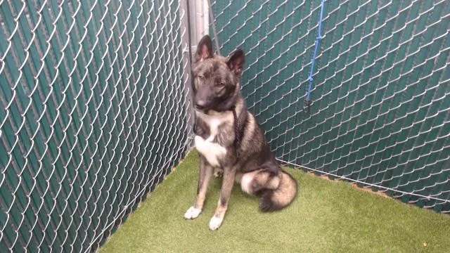A young medium-sized female Siberian Husky dog named Luna for adoption in Downey, CA
