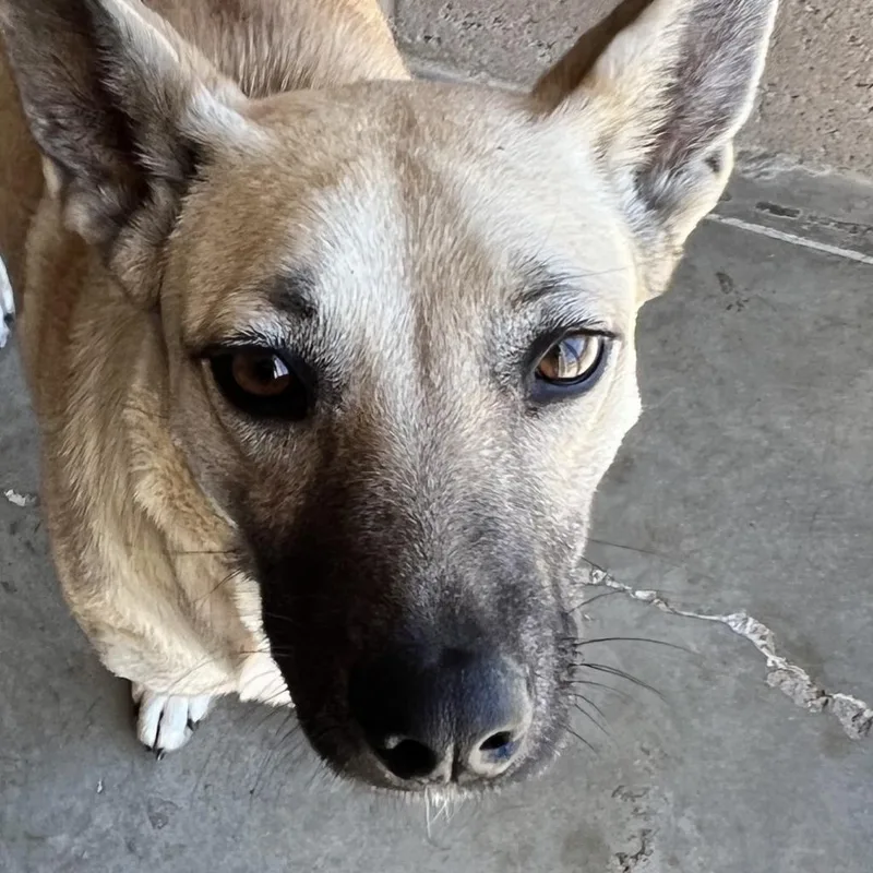 An adult medium-sized female Sable German Shepherd Dog dog named Shiba for adoption in Yuma, AZ