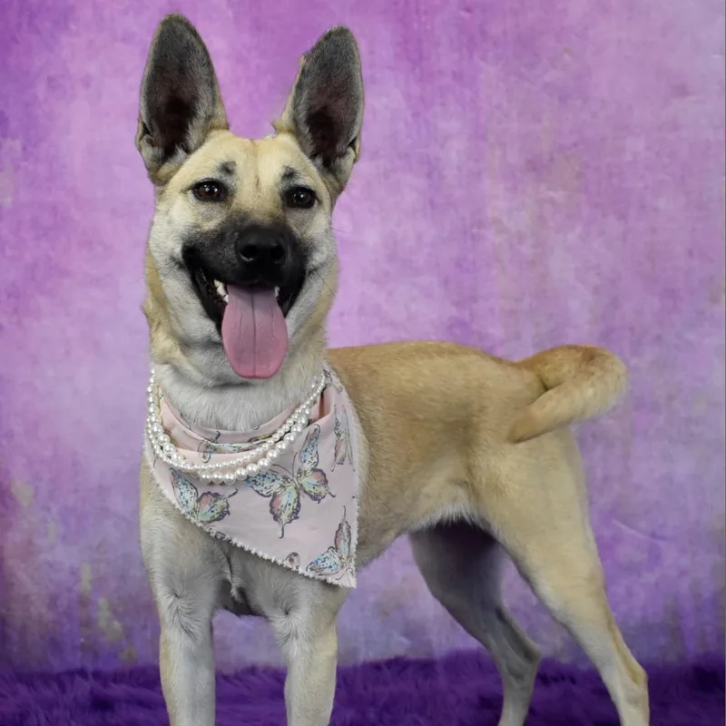 Shiba thumbnail 2