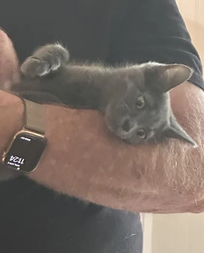 A baby small-sized male Domestic Short Hair cat named Cadbury for adoption in Wilkesboro, NC