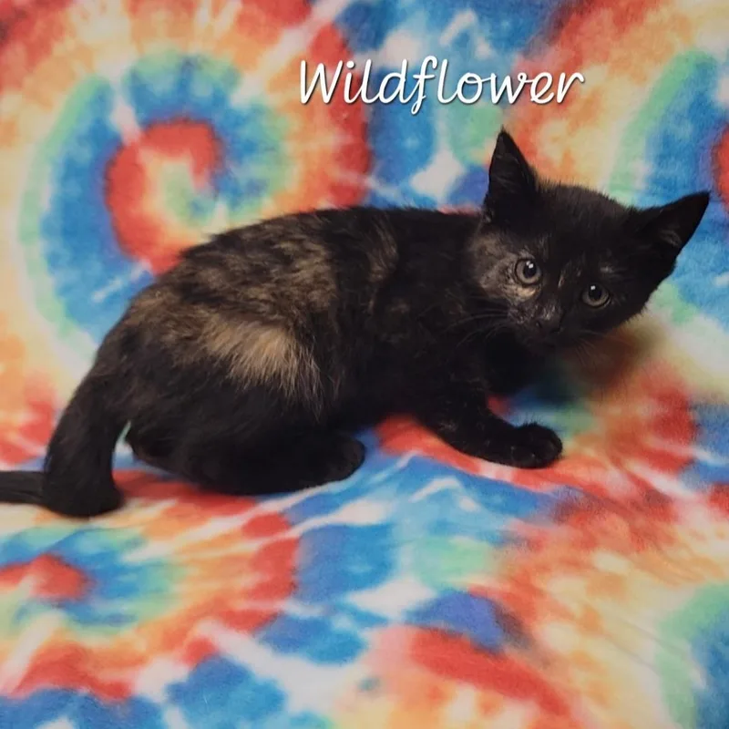 A baby small-sized female Tortoiseshell Domestic Short Hair cat named Wildflower for adoption in Parkersburg, WV