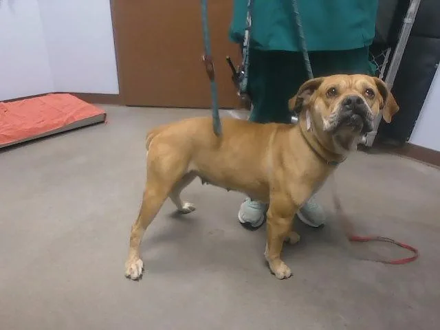 An adult large-sized female Boxer dog named Poppet for adoption in Phoenix, AZ