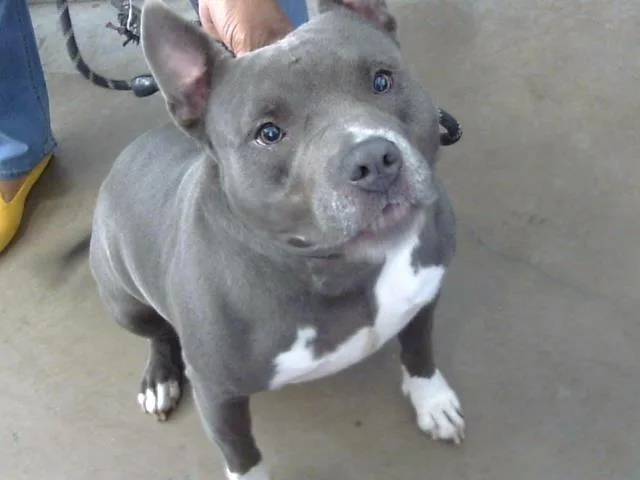 An adult large-sized female Mixed Breed dog named Chacha for adoption in Dallas, TX