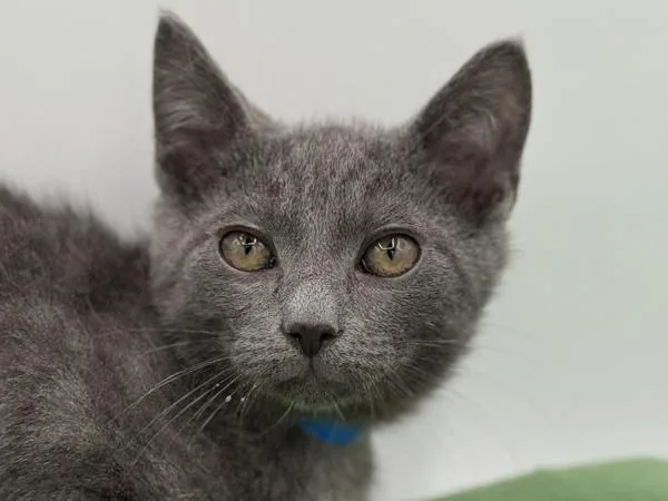 A baby small-sized male Domestic Short Hair cat named East for adoption in Portland, OR