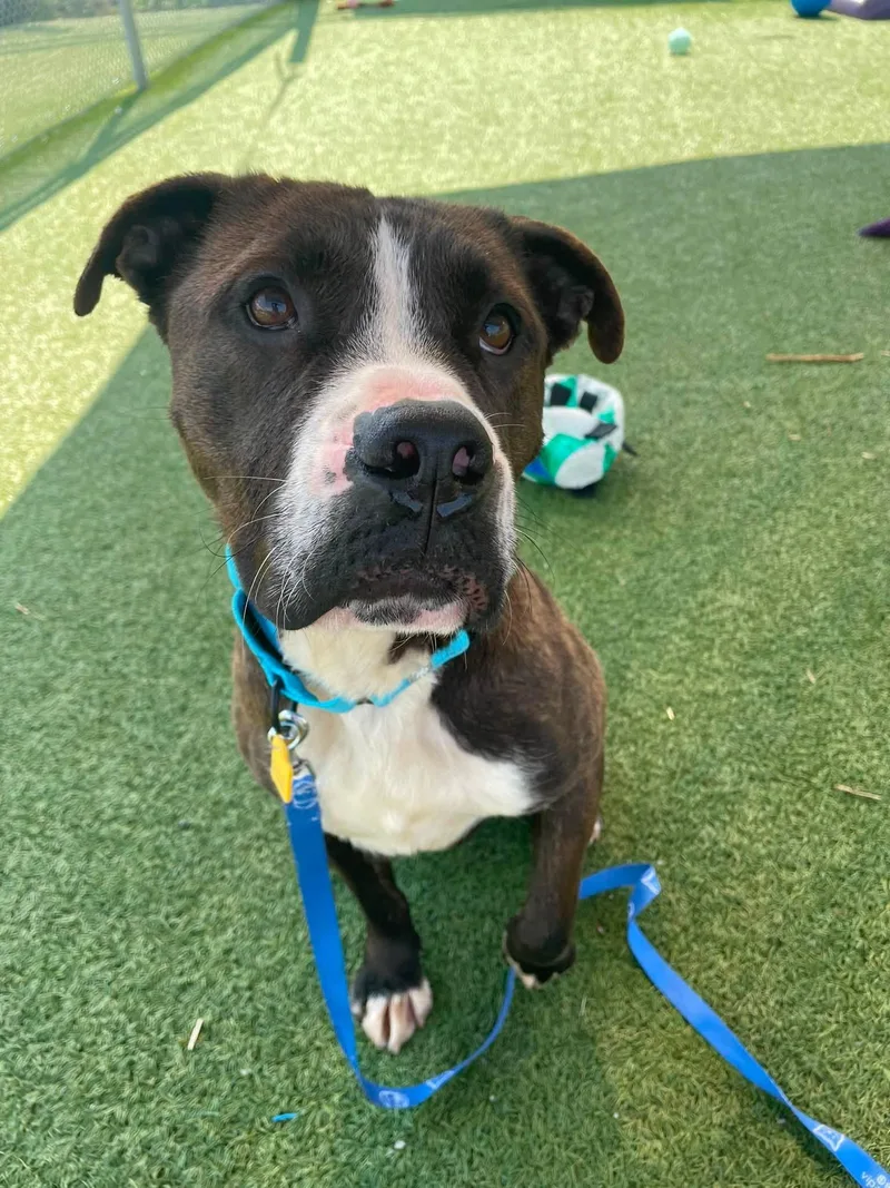 A young medium-sized male Brown / Chocolate Pit Bull Terrier dog named Peyton for adoption in Cleveland, OH