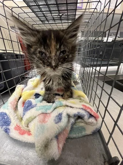 A baby small-sized female Domestic Medium Hair cat named A for adoption in Las Vegas, NV