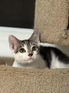 A baby large-sized male Tabby (Brown / Chocolate) Domestic Short Hair cat named Merlin for adoption in Lemoyne, PA