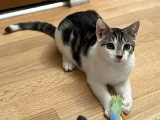 Merlin thumbnail 4