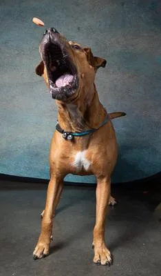 An adult medium-sized female Labrador Retriever dog named Bet for adoption in Atlanta, GA