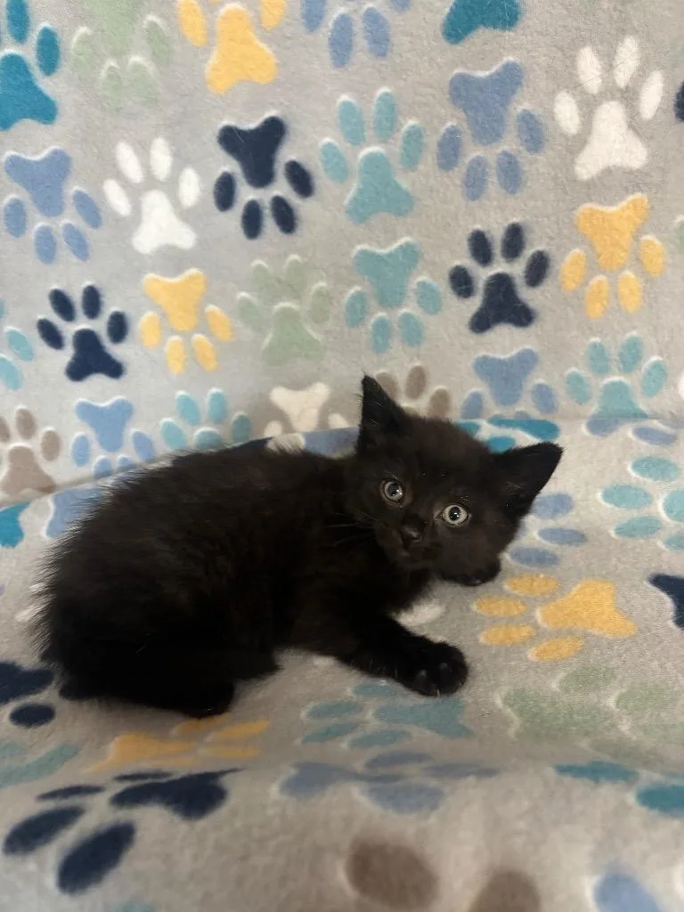 A baby small-sized male Domestic Short Hair cat named Rico for adoption in Wabash, IN