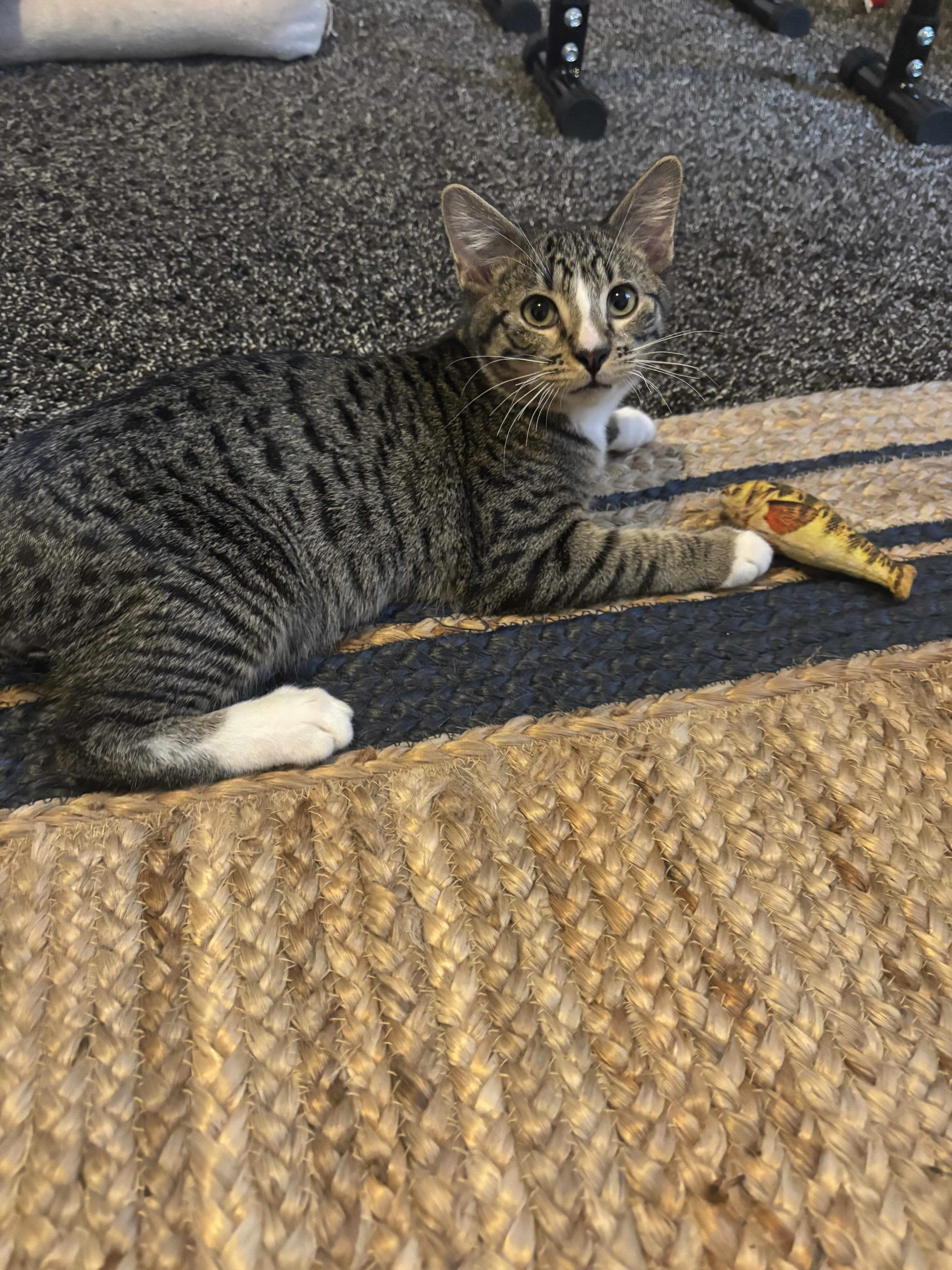 A baby medium-sized male Domestic Short Hair cat named Jason for adoption in Denver, CO