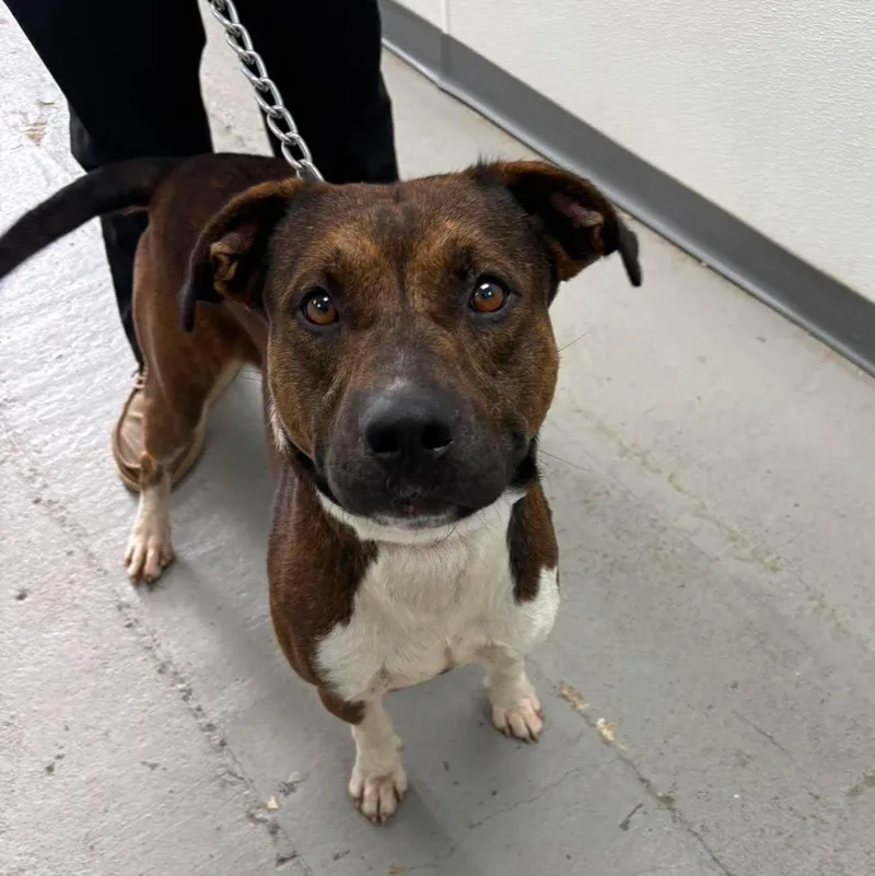 A young large-sized male Brindle Mixed Breed dog named Braxton for adoption in Leitchfield, KY