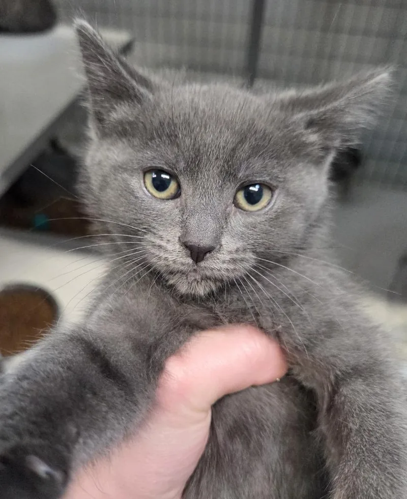 A baby small-sized female Domestic Short Hair cat named Wanderlust for adoption in Gold Beach, OR