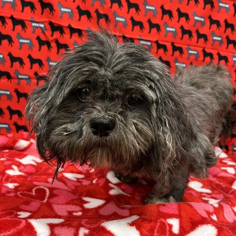 An adult small-sized female Black Shih Tzu dog named Oopsy Daisy for adoption in Washburn, MO