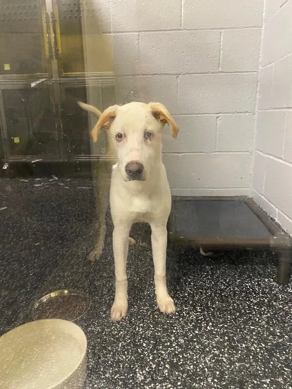 A young medium-sized male White / Cream Mixed Breed dog named Jojo for adoption in Jackson, TN