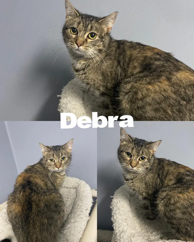Debra thumbnail 2