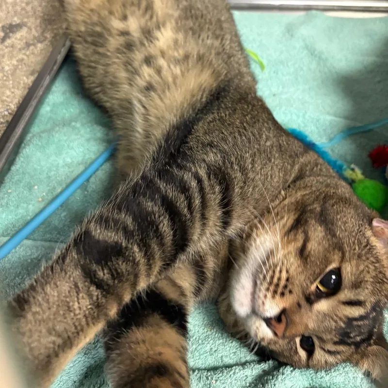 An adult large-sized male Orange / Red Abyssinian cat named Starli for adoption in San Jacinto, CA