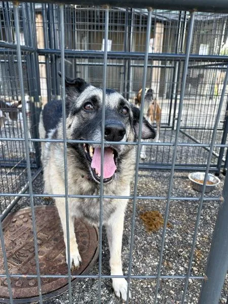 A senior large-sized female German Shepherd Dog dog named Maggie for adoption in Mobile, AL