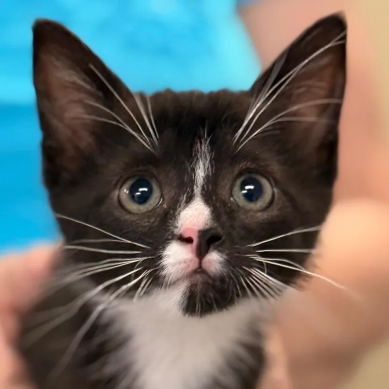 A baby small-sized female Domestic Short Hair cat named Kelcie for adoption in Cumming, GA