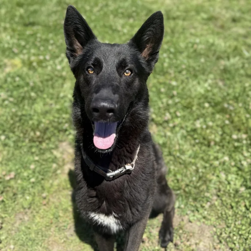 An adult large-sized male Black Shepherd dog named Roblox for adoption in Ridgely, MD