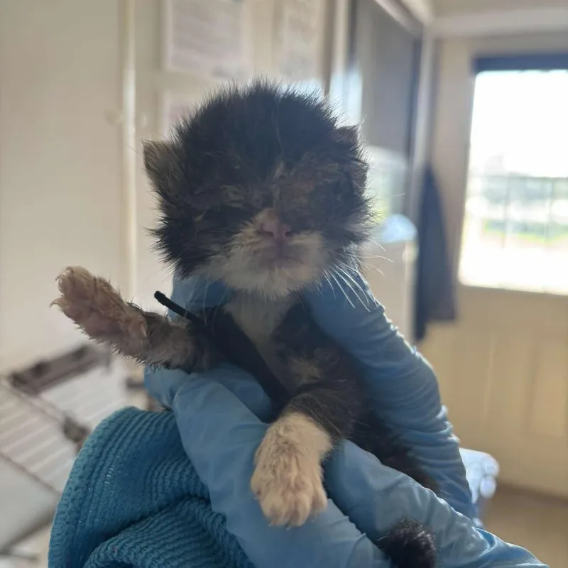 A baby small-sized female Black Domestic Short Hair cat named Lindsay Lohan for adoption in Glenwood, MN