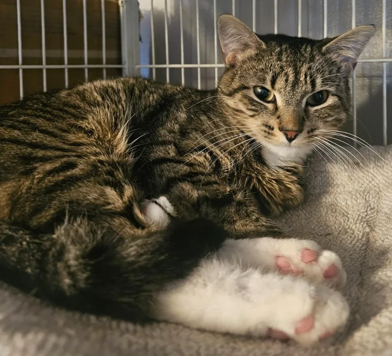 A young medium-sized female Domestic Short Hair cat named Momma T for adoption in Shell Lake, WI