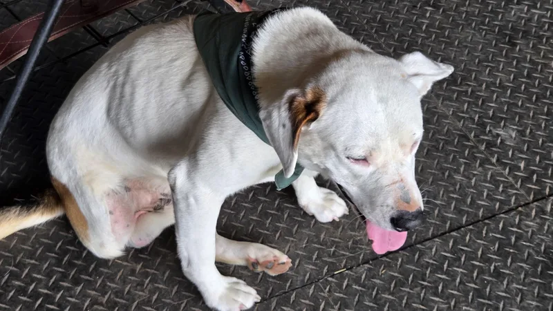 An adult large-sized male Pit Bull Terrier dog named Joe for adoption in Welling, OK