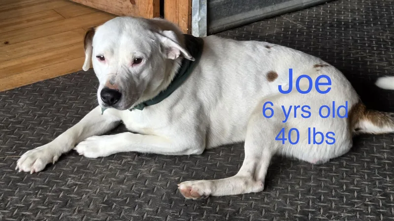 Joe thumbnail 2