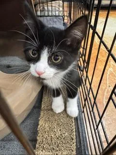 A baby medium-sized male Black & White / Tuxedo Domestic Short Hair cat named Blackbeard for adoption in Louisville, KY