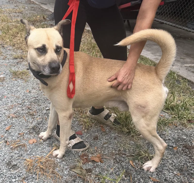 An adult medium-sized male Mixed Breed dog named Finn for adoption in Elizabethtown, NC