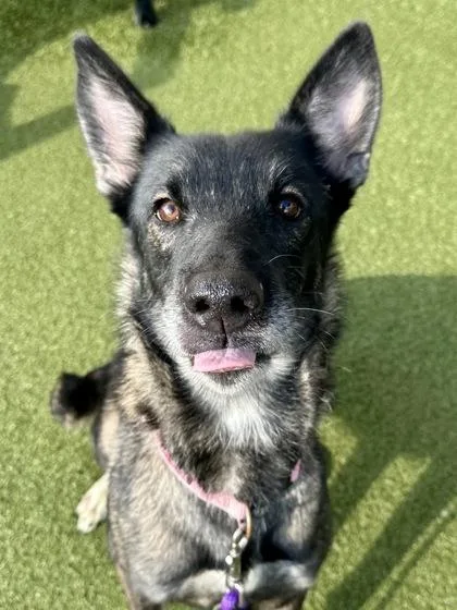 An adult large-sized female Black Mixed Breed dog named Belgian Waffle for adoption in Wichita, KS